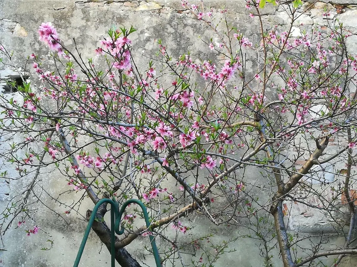 Giardino Antico Appartamento