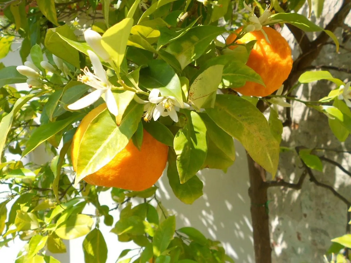 פיזה Giardino Antico Appartamento דירה