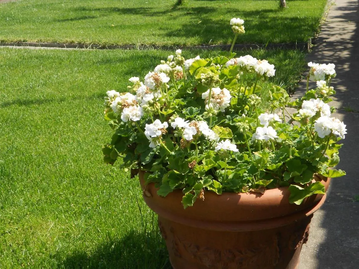 דירה פיזה Giardino Antico Appartamento איטליה