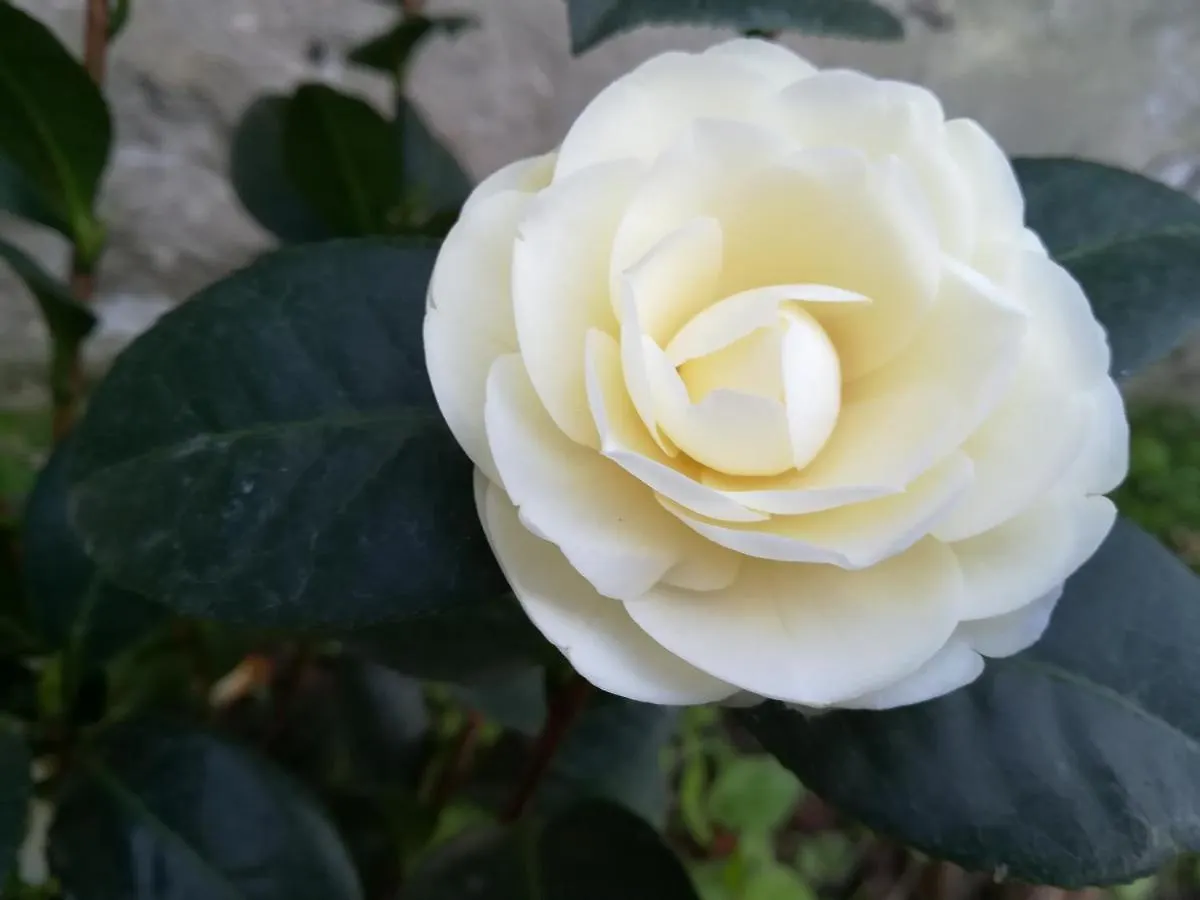 פיזה Giardino Antico Appartamento